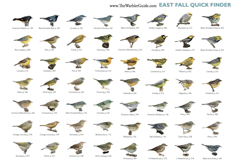 Warbler Guide Sample Page