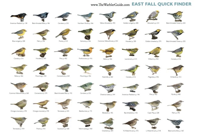Warbler Guide Sample Page