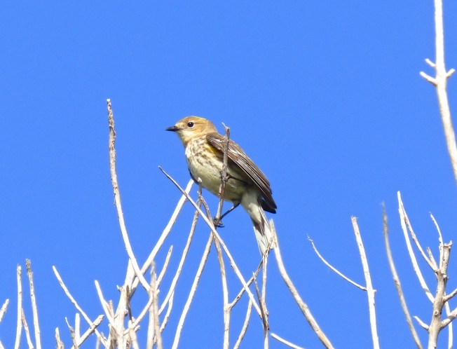 Yellow-rumped Warbler, Abaco 2