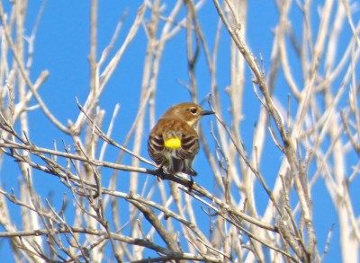 Yellow-rumped Warbler, Abaco - Keith Salvesen (RH)