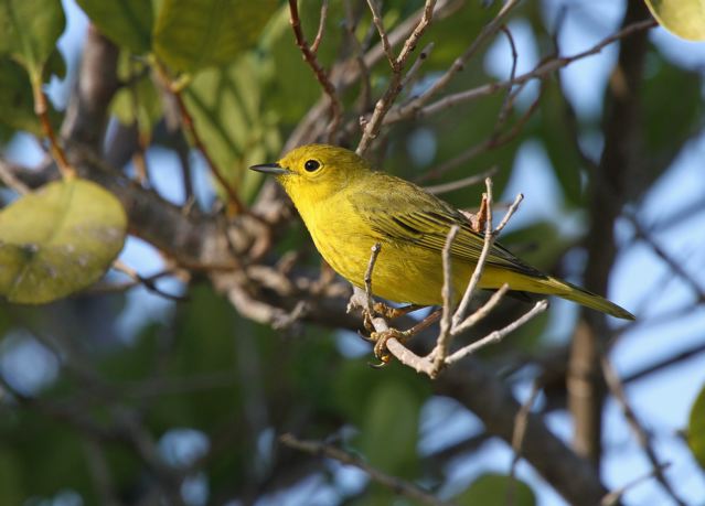 Yellow Warbler (f) Abaco