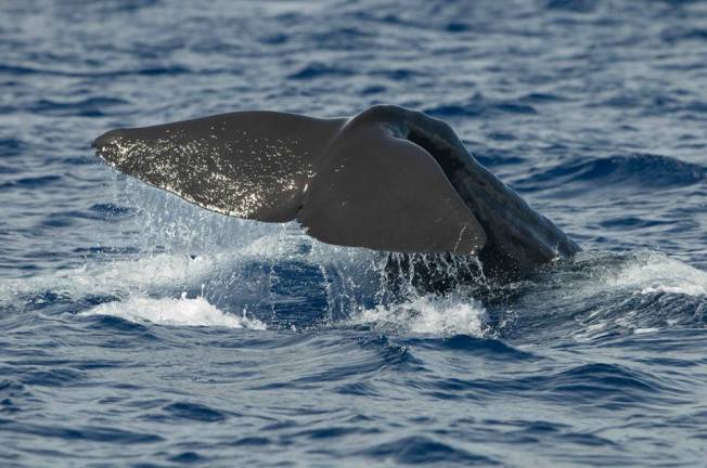 Whale Fluke (BMMRO Abaco Bahamas)