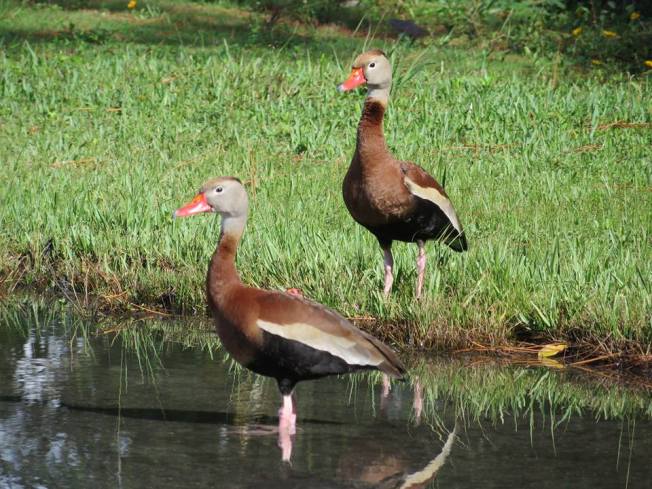 Black-bellied Whistling Ducks, Abaco - Liann Key Kaighin