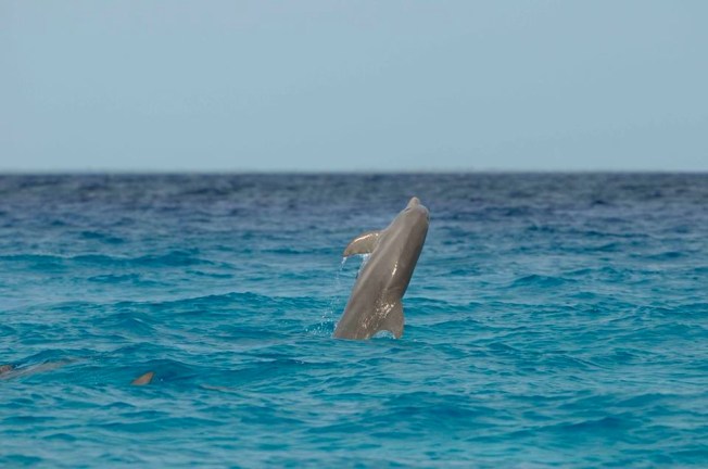 Dolphins, Abaco, Bahamas (BMMRO) - Shane Gross