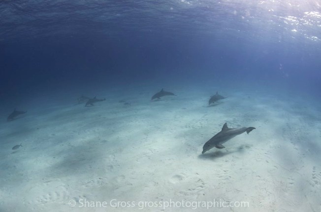 Dolphins, Abaco, Bahamas (BMMRO) - Shane Gross