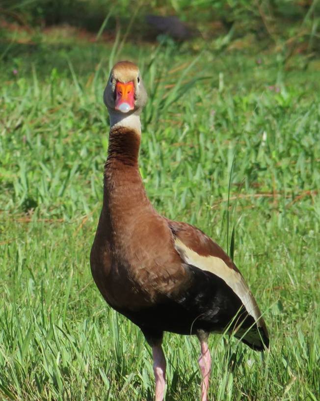 Black-bellied Whistling Ducks, Abaco - Liann Key Kaighin