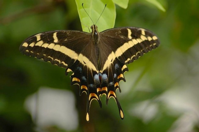 Bahamas Swallowtail Butterfly, Abaco (Uli Nowlan)
