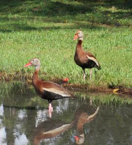 Black-bellied Whistling Ducks, Abaco - Liann Key Kaighin