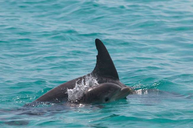 Bottlenose Dolphins - BMMRO, Abaco, Bahamas