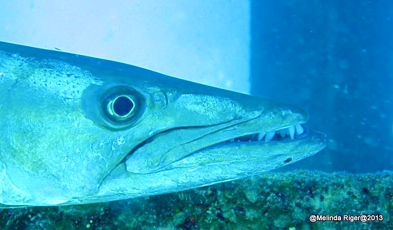 BARRACUDA ©Melida Riger @ G B Scuba
