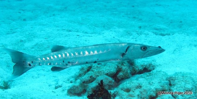 Barracuda ©Melinda Riger @ GB Scuba
