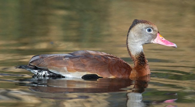Black-bellied Whistling Duck Dendrocygna autumnalis London_Wetland_Centre,_UK_-_Diliff