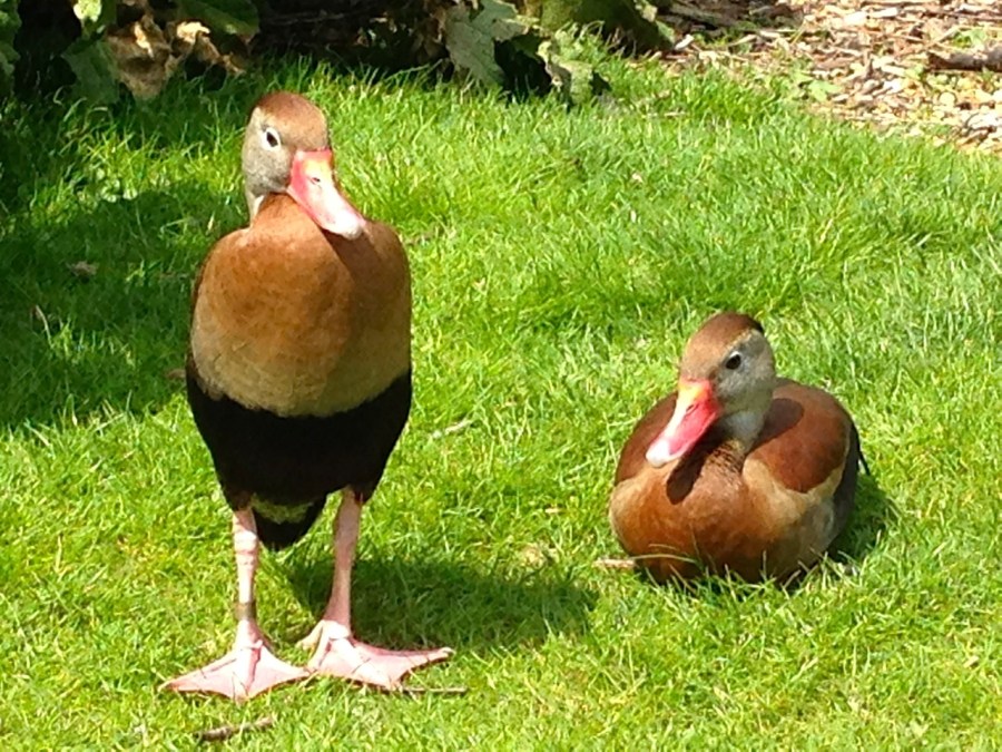 Black-bellied Whistling Ducks, Abaco : WWT - RH 3