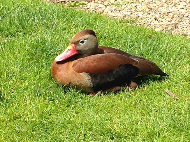 Black-bellied Whistling Ducks, Abaco : WWT - RH 5