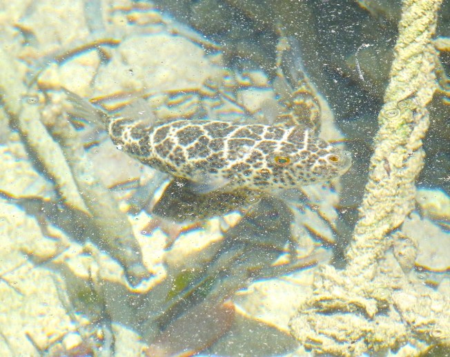 P1080247 - Version 2