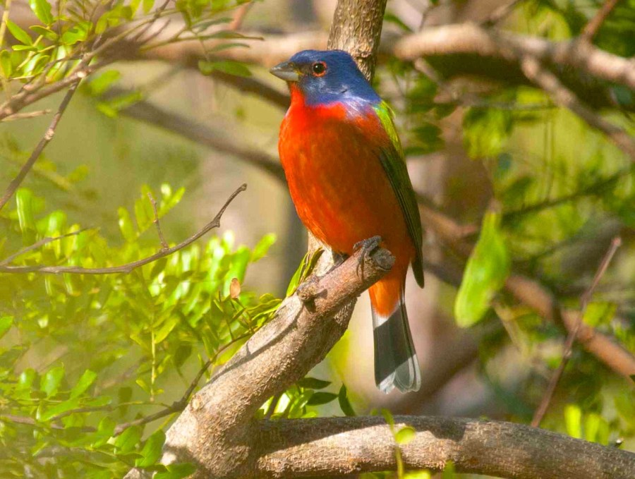 Painted Bunting, Abaco (Erik Gauger)