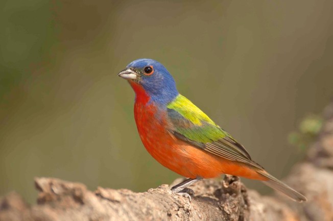 Painted Bunting male.Bahama Palm Shores.Abaco Bahamas.Tom Sheley