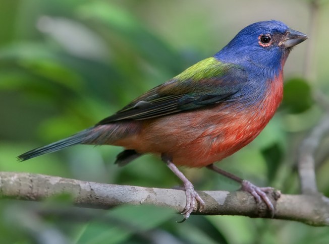 Painted Bunting Passerina ciris Doug Janson Wiki
