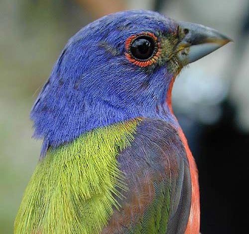 Painted Bunting, Abaco Bahamas
