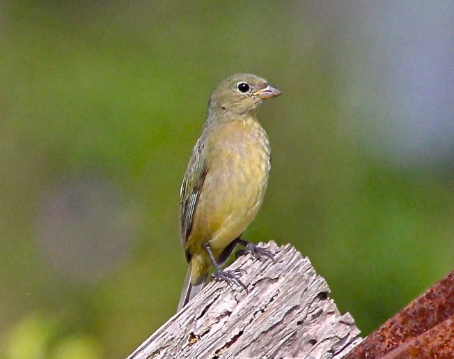 Painted Bunting (female, immature), Abaco (Bruce Hallett)