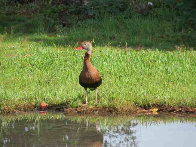 Black-bellied Whistling Ducks, Abaco - Liann Key Kaighin