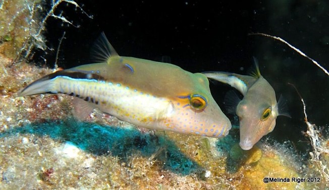 Sharp-nosed Puffer Fish ©Melinda Riger @ Grand Bahama Scuba