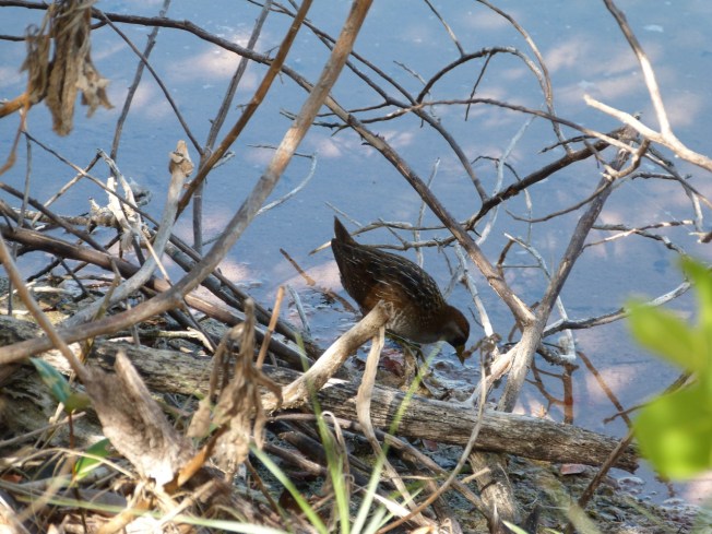 Sora, Gilpin Point Abaco - Caroline Stahala 2