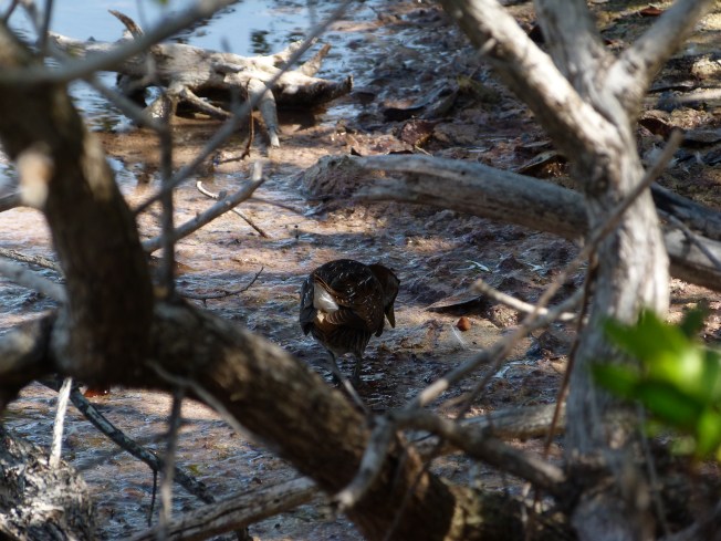 Sora, Gilpin Point Abaco - Caroline Stahala 1