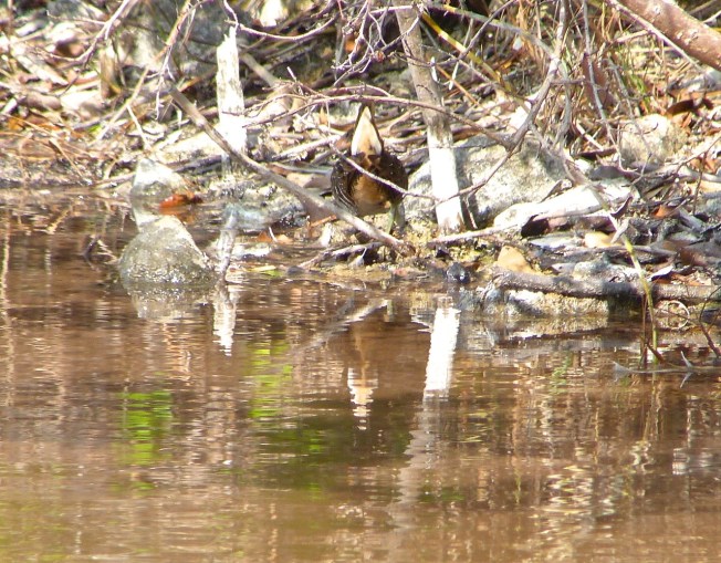 Sora, Gilpin Point Abaco RH 4