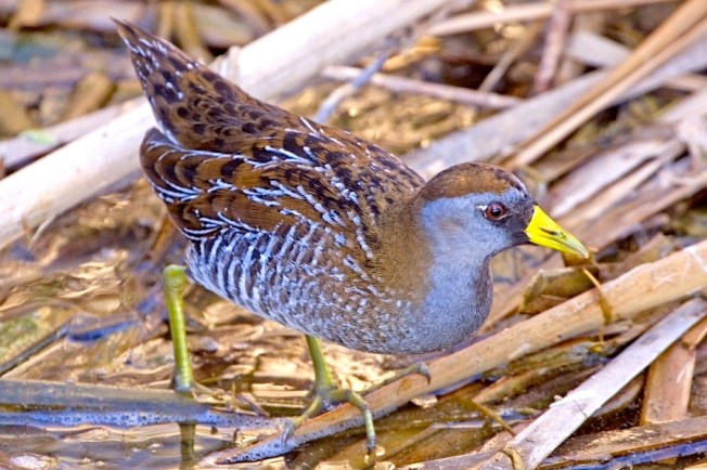 Sora, Birding Center, Port Aransas, Texas