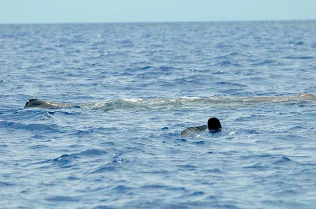 Sperm Whale and Diver