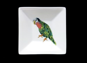 Tidbit_parrot