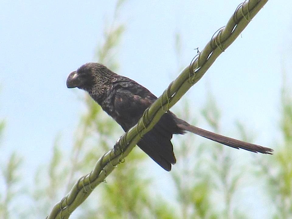Smooth-billed Ani, Abaco (Susan Daughtrey)