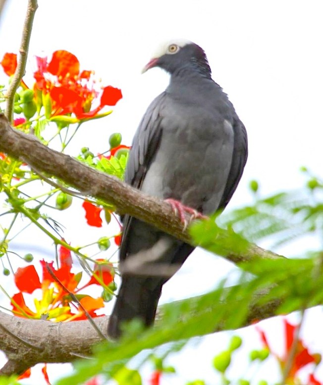 White-crowned Pigeon, Abaco  (Susan Daughtrey)