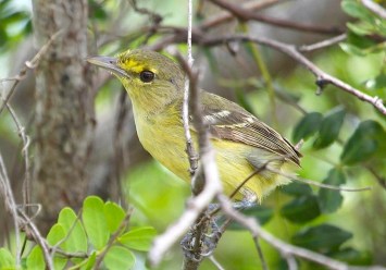 Thick-billed Vireo, Abaco (Susan Daughtrey)