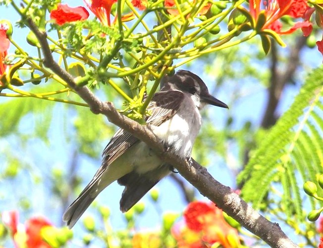 Loggerhead Kingbird, Abaco  (Susan Daughtrey)