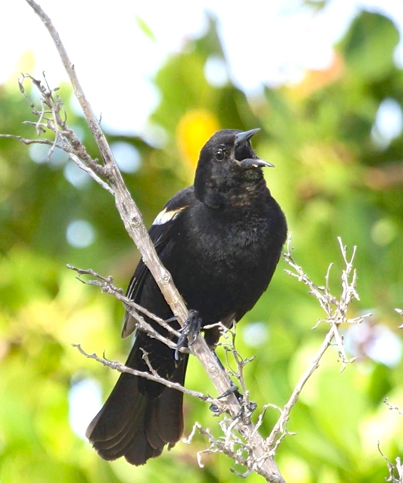 Red-winged Blackbird, Abaco  (Susan Daughtrey)