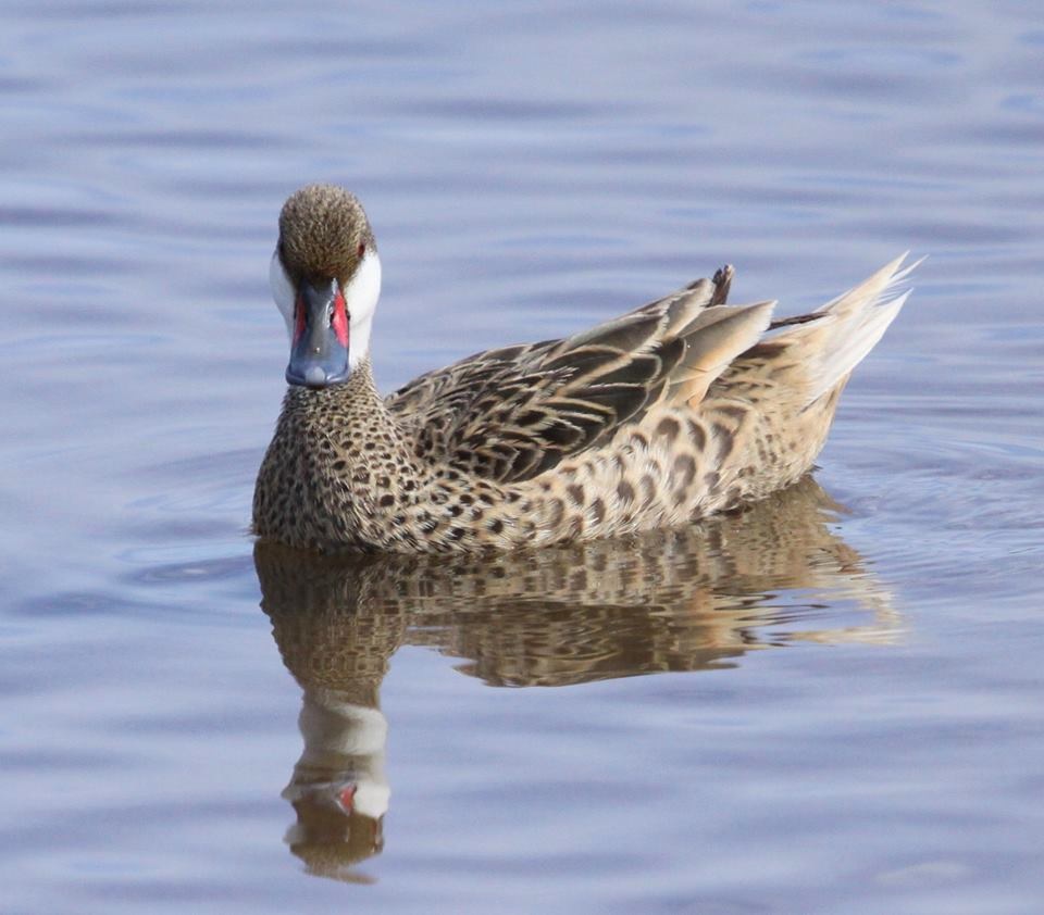 Bahama (White-cheeked) Pintail, Abaco  (Susan Daughtrey)