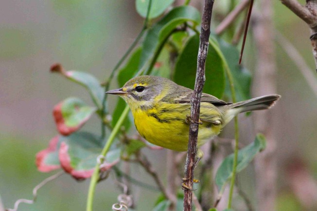 Prairie Warbler, Abaco, Bahamas (Gerlinde Taurer)