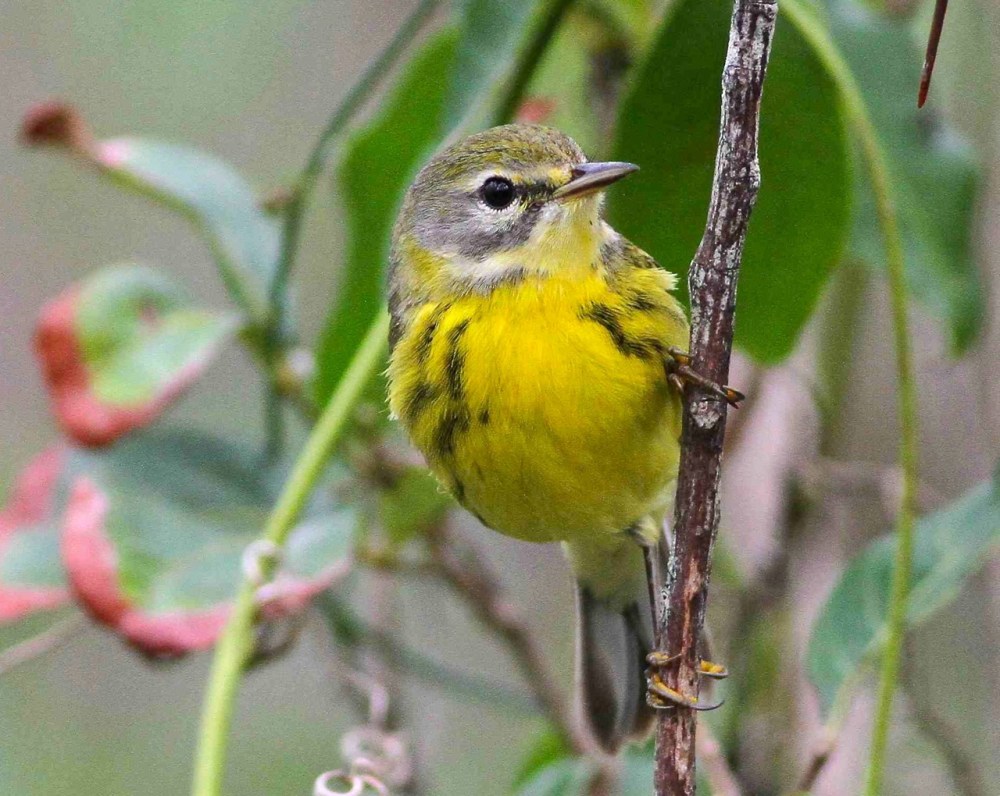 Prairie Warbler, Abaco Bahamas (Gerlinde Taurer)