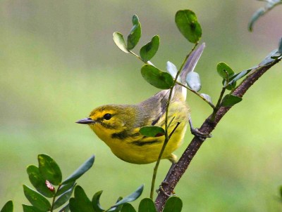 Bahamas-Great Abaco_6609_Prairie Warbler_Gerlinde Taurer copy 2