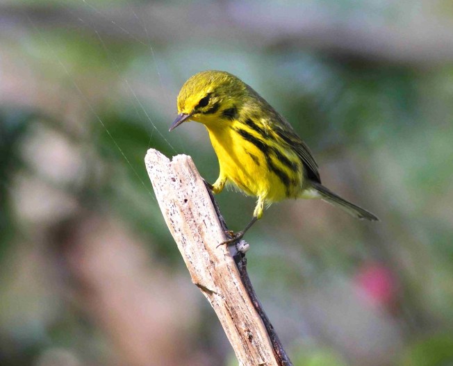Prairie Warbler, Abaco, Bahamas (Gerlinde Taurer)