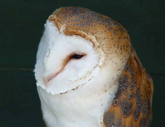 Barn Owl 2 (Keith Salvesen)