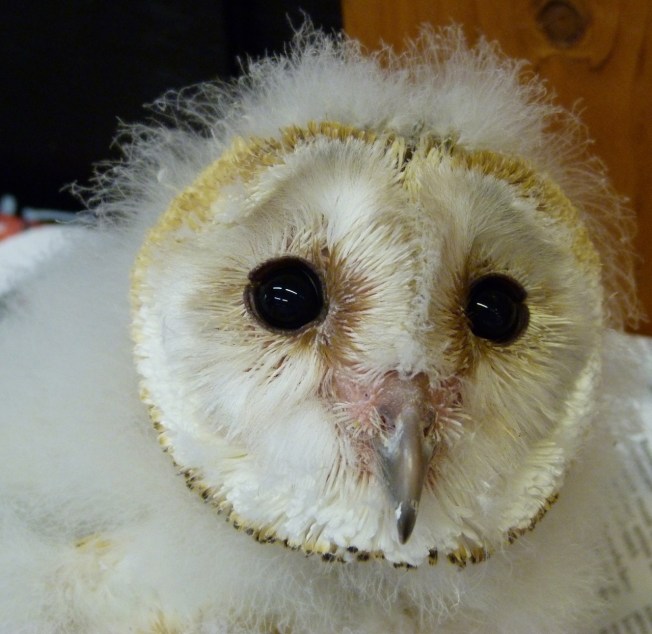 Barn Owl 6 (Keith Salvesen)