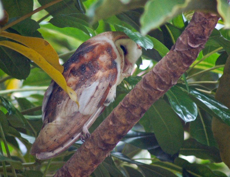 Barn Owl, Treasure Cay, Abaco Bahamas (Becky Marvil)