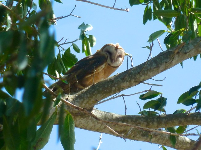 Barn Owl, Abaco2