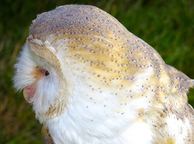 Barn Owl Dorset (Keith Salvesen)