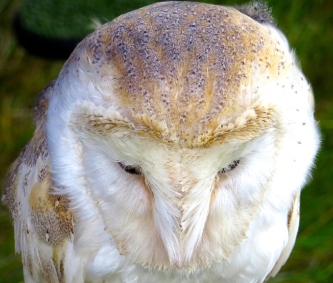 Barn Owl Dorset (Keith Salvesen)
