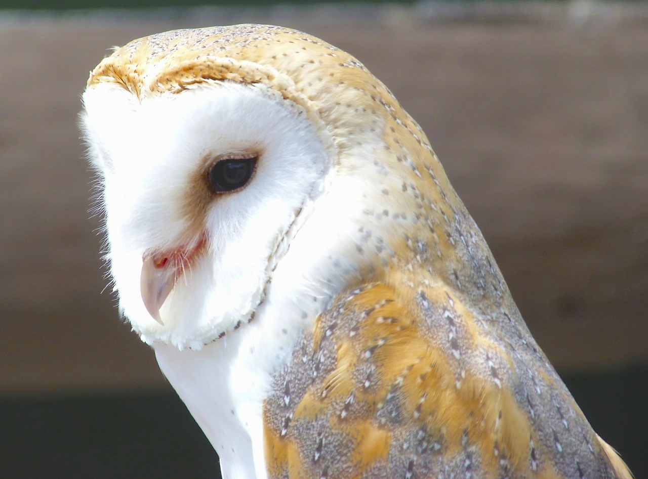 Barn Owl (Keith Salvesen)