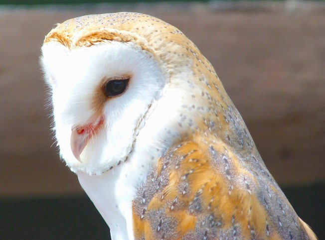 Barn Owl (Keith Salvesen)